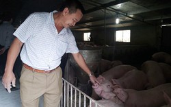 “Kéo” giá lợn hơi về dưới 75.000 đ/kg: Thông điệp... “ăn” vừa phải