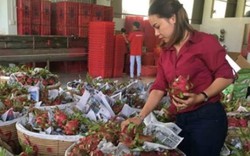 Giá thanh long vọt lên 40.000 đ/kg, "chiêu trò" của lái Trung Quốc?