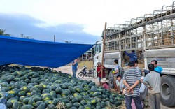 Dưa hấu Bình Định giá 3.000 đồng/kg, xe tải khuân sạch gần 200 tấn