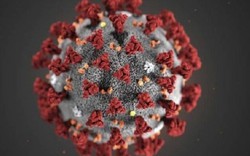 Bí mật virus corona: Khám phá bất ngờ của các nhà khoa học Mỹ