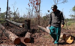 Ảnh: Hàng trăm cây thông bị "giết chết" ở huyện nào tỉnh Lâm Đồng?
