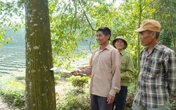 Chuyển hóa rừng gỗ lớn, nông dân Nghệ An thu lợi 360 triệu/ha