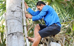 Nghề lạ ở An Giang: Thuê cây trèo lấy nước mỗi ngày