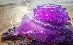Sinh vật lạ nhìn như sứa, màu tím hiếm gặp dạt vào bãi biển