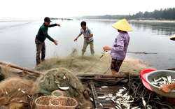 Hiếm gặp: Nhiều bè mảng kéo trúng cá rớp, bán tại chỗ 30.000 đ/kg