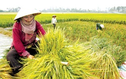 Năng lực sản xuất gạo của Việt Nam hiện tại ra sao?