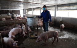 Bình ổn giá thịt lợn: Đưa giá lợn xuống 60.000 đồng/kg vào tháng 9