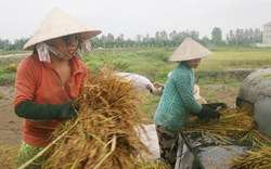 Sử dụng máy nông nghiệp: Đào tạo để tránh tai nạn