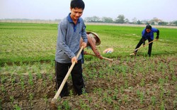 Bỏ công ty về làm nông dân mà thành tỷ phú