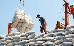 Về việc Philippines ngừng nhập gạo Việt: Đã có biện pháp ứng phó