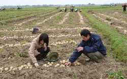 Trồng khoai theo hợp đồng: Nông dân yên tâm