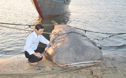 Cá lạ nặng hơn một tấn xé toạc giàn lưới đắt tiền