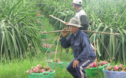 Nông sản quay về sân nhà