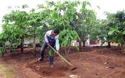 Tái canh cà phê, năng suất lên tới 7 tấn/ha