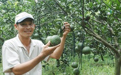 Tạo giống thành công cam sành không hạt