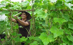 Ra đời Hiệp hội Nông nghiệp hữu cơ Việt Nam: Vì một nền sản xuất sạch