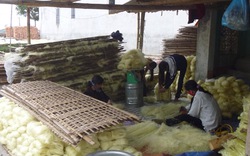 Làng nghề miến dong Lại Trạch: Người dân sống khỏe với nghề