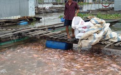 Oan cho cá điêu hồng