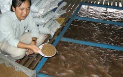 Vụ cá nhiễm chất cấm tại chợ Bình Điền: Đề nghị Bộ Công an vào cuộc