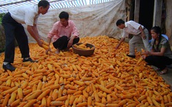 Kiến nghị cấm nhập ngũ cốc từ Ấn Độ: Các bên vẫn bất đồng