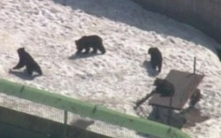 Gấu trong công viên tấn công, làm chết 2 phụ nữ