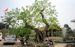 Phú  Thọ: Cây sung cổ thụ 400 tuổi có bộ rễ mang dáng rồng