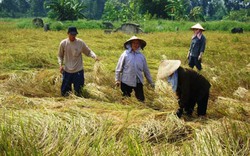 Xuất khẩu nông sản: Tập trung sản xuất 4 mặt hàng chủ lực