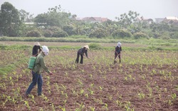 Hà Nội: Chiếm khoai để siết nợ doanh nghiệp