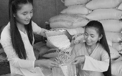 Gạo Nàng Thơm Chợ Đào bị nhái