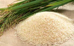 Giá lúa gạo tăng 200 đồng/kg