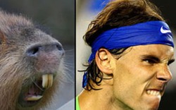 Nóng sốt series ảnh so sánh Nadal với… chuột
