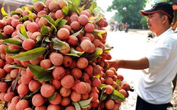 Vải thiều Lục Ngạn bị &#34;ăn theo&#34; thương hiệu