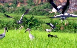 Vì sao chim lạ xuất hiện bất thường tại Việt Nam?