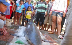 Bắt được cá mập con tại biển Quy Nhơn