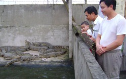 Mát tay chăn nuôi từ lợn, bồ câu, nhím, cá sấu...