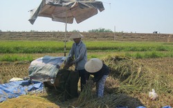 Dân che ô tuốt lúa, làm đêm để tránh nắng