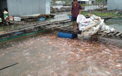 Cá điêu hồng giảm 12.000 đồng/kg do thông tin chất cấm