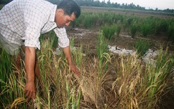 Tranh chấp nước mặn - ngọt ở ĐBSCL: Tôm sống thì lúa chết khô