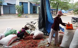 Bình Định: Nông dân trúng lớn mùa ớt