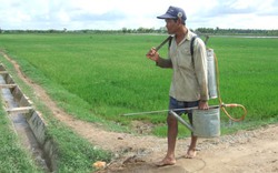 Nâng cao lợi nhuận cho lúa hè thu