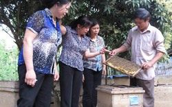 Hội nông dân tiếp thêm nguồn lực cho người nuôi ong