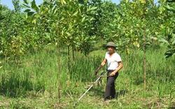 Tuyên Quang: Lấy rừng làm thế mạnh  phát triển kinh tế