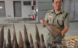 Buôn lậu sừng tê giác, người gốc Việt bị bắt