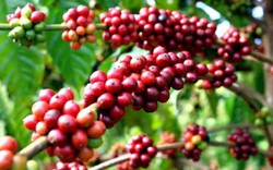 Năng lực cạnh tranh của cà phê Việt còn yếu