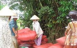 Việt Nam có thể xuất khẩu 9 triệu tấn gạo