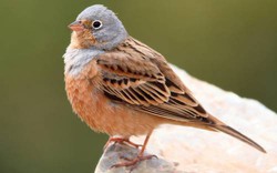 Cứu sống chim hấp hối nhờ nghe nhạc từ iPhone