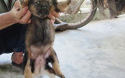 Hà Tĩnh: Phát hiện chó 6 chân, 2 bộ phận sinh dục