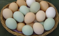 Lại phát hiện dioxin hàm lượng cao trong trứng gia cầm