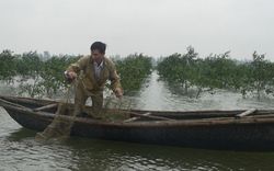 Quảng Trị: Nông dân lập “vành đai xanh”