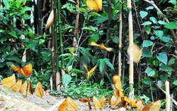Kỳ thú bướm vàng xuất hiện dày đặc tại Sa Pa
